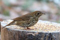 Song Thrush