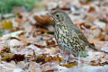 Song Thrush