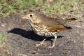 Song Thrush