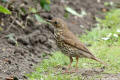 Song Thrush