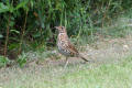 Song Thrush