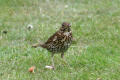 Song Thrush