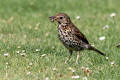 Song Thrush