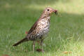 Song Thrush