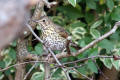 Song Thrush