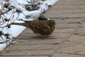 Song Thrush