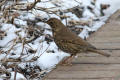 Song Thrush