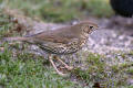 Song Thrush