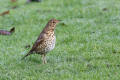 Song Thrush