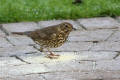 Song Thrush