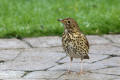 Song Thrush