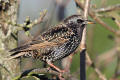 Starling