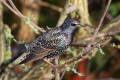 Starling