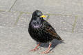 Starling