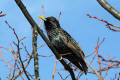 Starling