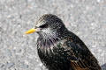 Starling