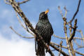 Starling image from gardenbirdwatching.com
