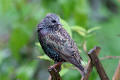 Starling