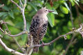 Starling