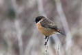 Stonechat