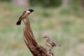 Stonechat