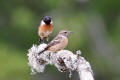 Stonechat