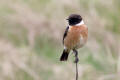 Stonechat