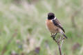 Stonechat