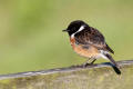 Stonechat