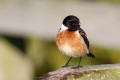 Stonechat