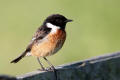 Stonechat image from gardenbirdwatching.com