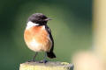 Stonechat