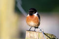 Stonechat