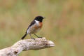 Stonechat