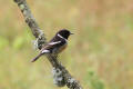 Stonechat