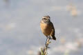 Stonechat