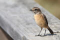 Stonechat image from gardenbirdwatching.com