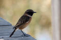 Stonechat