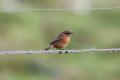 Stonechat