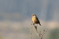 Stonechat