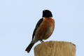 Stonechat