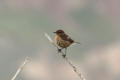 Stonechat