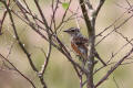 Stonechat