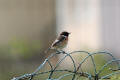 Stonechat