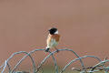 Stonechat