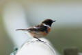 Stonechat