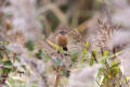 Stonechat