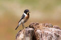 Stonechat