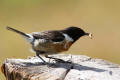 Stonechat