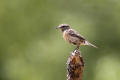 Stonechat